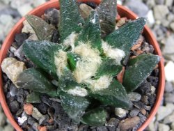 Ariocarpus scapharostrus Rayones, pot 5,5 cm - 12399688