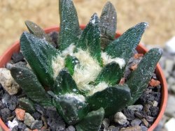 Ariocarpus scapharostrus Rayones, pot 5,5 cm - 12399689