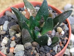 Ariocarpus scapharostrus Rayones, pot 5,5 cm - 12399690