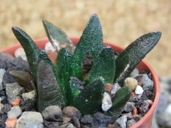 Ariocarpus scapharostrus Rayones, pot 5,5 cm