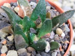 Ariocarpus scapharostrus Rayones, pot 5,5 cm - 12399692