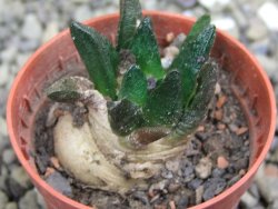 Ariocarpus scapharostrus Rayones, pot 5,5 cm - 12399693