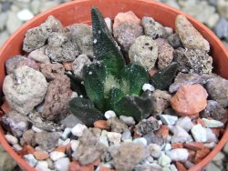 Ariocarpus scapharostrus Rayones, pot 5,5 cm