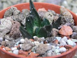 Ariocarpus scapharostrus Rayones, pot 5,5 cm - 12399695