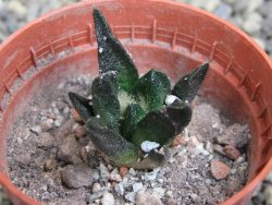 Ariocarpus scapharostrus Rayones, pot 5,5 cm - 12399696