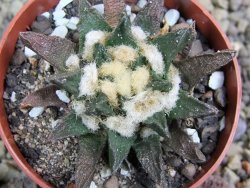 Ariocarpus scapharostrus Rayones, pot 6,5 cm - 12399697