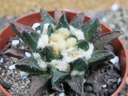 Ariocarpus scapharostrus Rayones, pot 6,5 cm - 12399698