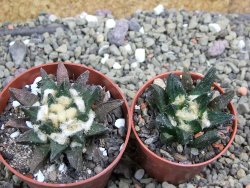 Ariocarpus scapharostrus Rayones, pot 6,5 cm - 12399700