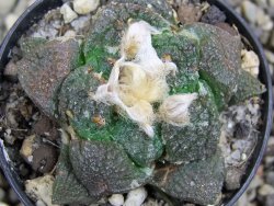 Ariocarpus lloydii pot 5,5 cm