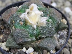 Ariocarpus lloydii pot 5,5 cm - 12399702