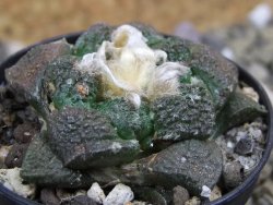 Ariocarpus lloydii pot 5,5 cm - 12399703