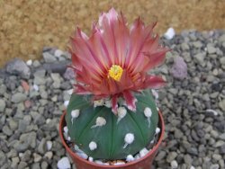 Astrophytum asterias X red flower oibo akabana, pot 5,5 cm - 12399716