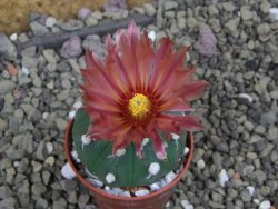 Astrophytum asterias X red flower oibo akabana, pot 5,5 cm - 12399717