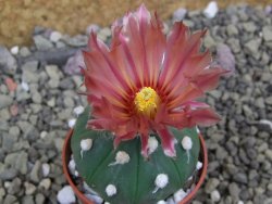 Astrophytum asterias X red flower oibo akabana, pot 5,5 cm