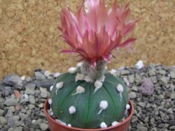 Astrophytum asterias X red flower oibo akabana, pot 5,5 cm - 12399719