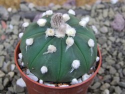 Astrophytum asterias X red flower oibo akabana, pot 5,5 cm - 12399720