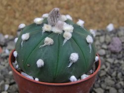 Astrophytum asterias X red flower oibo akabana, pot 5,5 cm - 12399721