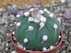 Astrophytum asterias X red flower oibo akabana, pot 5,5 cm - 12399722