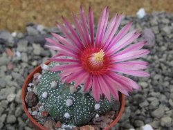 Astrophytum asterias X red flower oibo akabana, pot 5,5 cm