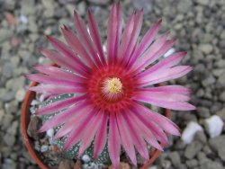 Astrophytum asterias X red flower oibo akabana, pot 5,5 cm - 12399724