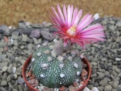 Astrophytum asterias X red flower oibo akabana, pot 5,5 cm - 12399725