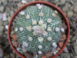 Astrophytum asterias X red flower oibo akabana, pot 5,5 cm - 12399726