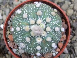 Astrophytum asterias X red flower oibo akabana, pot 5,5 cm - 12399727