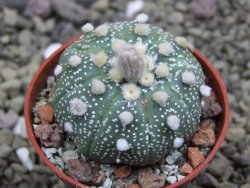 Astrophytum asterias X red flower oibo akabana, pot 5,5 cm - 12399728