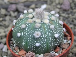 Astrophytum asterias X red flower oibo akabana, pot 5,5 cm - 12399729