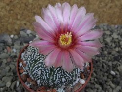 Astrophytum Super Kabuto X red flower oibo akabana, pot 6,5 cm