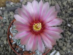 Astrophytum Super Kabuto X red flower oibo akabana, pot 6,5 cm - 12399731