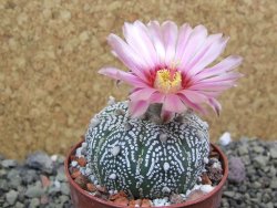 Astrophytum Super Kabuto X red flower oibo akabana, pot 6,5 cm - 12399732