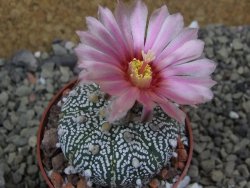 Astrophytum Super Kabuto X red flower oibo akabana, pot 6,5 cm - 12399733