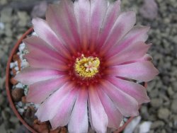 Astrophytum Super Kabuto X red flower oibo akabana, pot 6,5 cm - 12399734