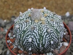 Astrophytum Super Kabuto X red flower oibo akabana, pot 6,5 cm - 12399736