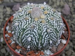 Astrophytum Super Kabuto X red flower oibo akabana, pot 6,5 cm - 12399737