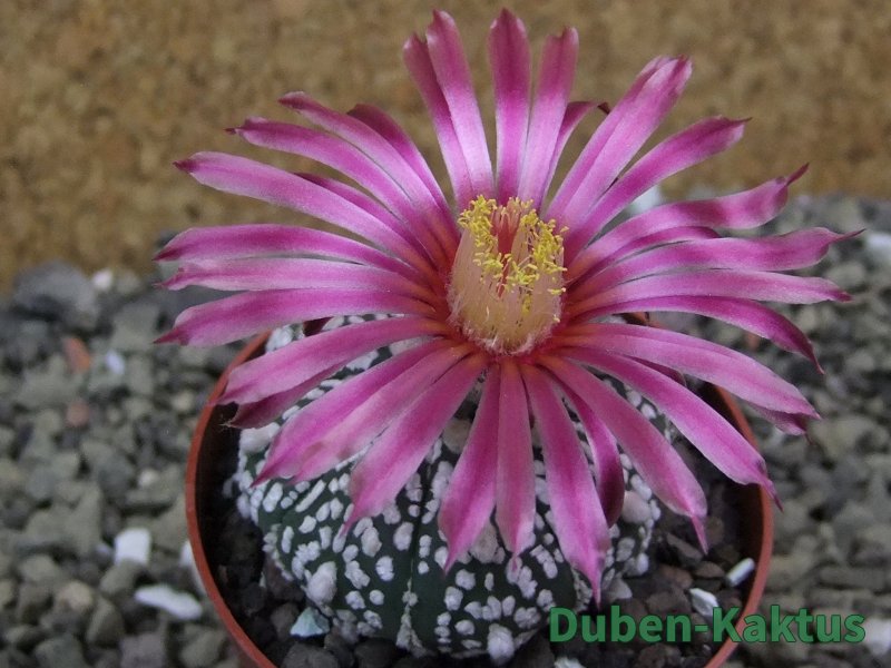 Astrophytum Super Kabuto X red flower oibo akabana, pot 6,5 cm