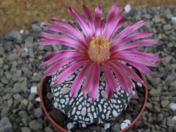 Astrophytum Super Kabuto X red flower oibo akabana, pot 6,5 cm - 12399738