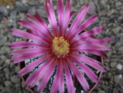 Astrophytum Super Kabuto X red flower oibo akabana, pot 6,5 cm - 12399739