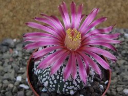 Astrophytum Super Kabuto X red flower oibo akabana, pot 6,5 cm