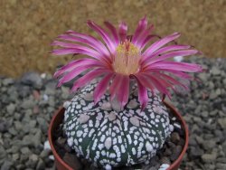 Astrophytum Super Kabuto X red flower oibo akabana, pot 6,5 cm - 12399741