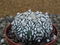 Astrophytum Super Kabuto X red flower oibo akabana, pot 6,5 cm - 12399744