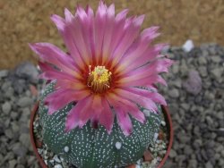 Astrophytum asterias X red flower oibo akabana, pot 6,5 cm