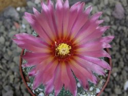 Astrophytum asterias X red flower oibo akabana, pot 6,5 cm - 12399746