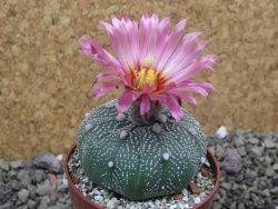 Astrophytum asterias X red flower oibo akabana, pot 6,5 cm - 12399747