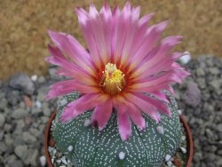 Astrophytum asterias X red flower oibo akabana, pot 6,5 cm - 12399748