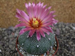 Astrophytum asterias X red flower oibo akabana, pot 6,5 cm - 12399749