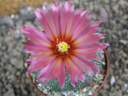 Astrophytum asterias X red flower oibo akabana, pot 6,5 cm - 12399750