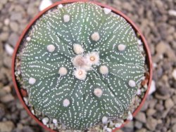 Astrophytum asterias X red flower oibo akabana, pot 6,5 cm - 12399751