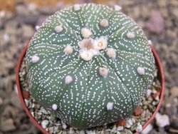 Astrophytum asterias X red flower oibo akabana, pot 6,5 cm - 12399752